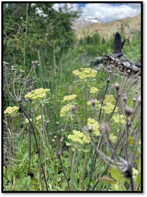 Sulphurflower Buckwheat