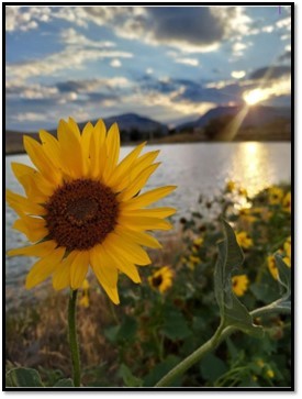 Picture of Beck Lake and sun flower