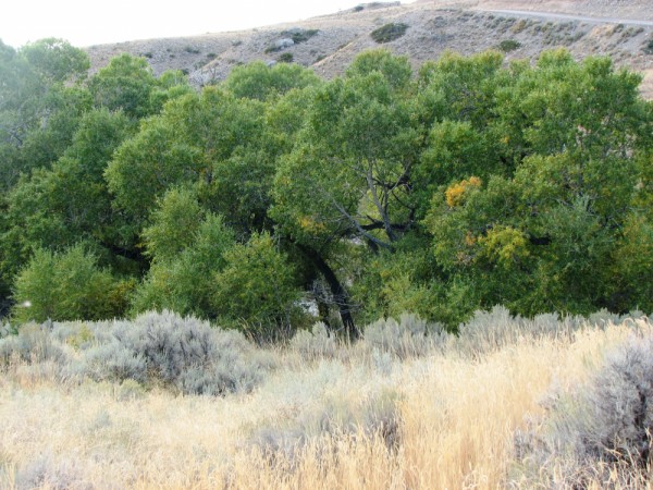 Wyoming Land for Sale