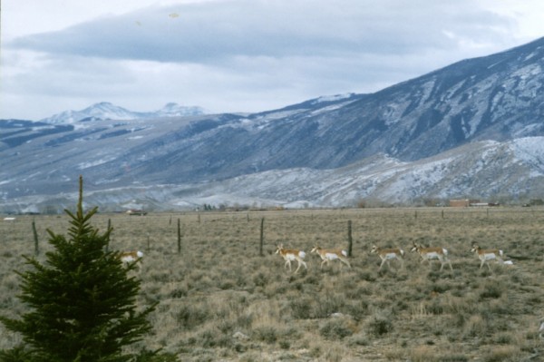 Wyoming Real Estate