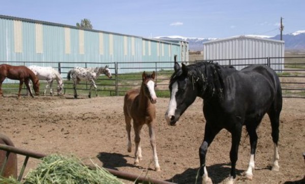 Wyoming Ranches