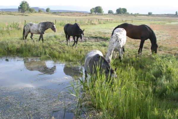 Wyoming Ranches