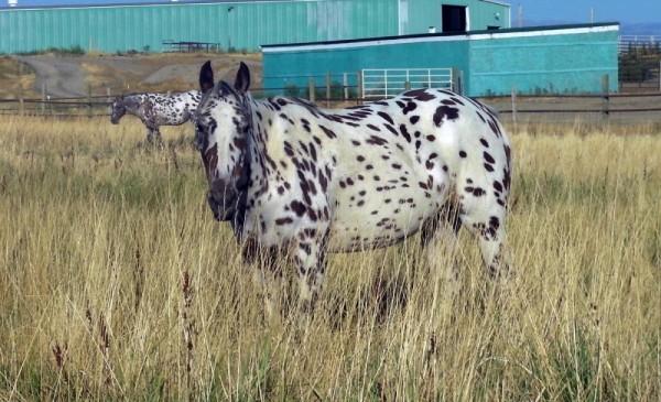 Wyoming Ranches for Sale