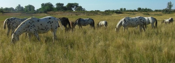 Wyoming Ranches for Sale