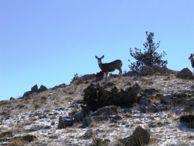 Wyoming real estate ranch farm for sale, Cody