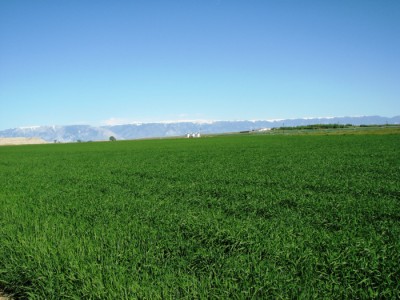 powell wyoming real estate
