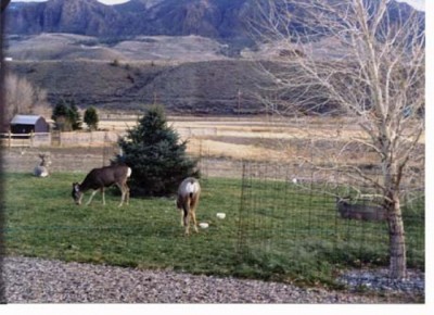 Wapiti, houses in Wyoming