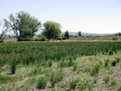 vacant land for sale, Cody, Wyoming