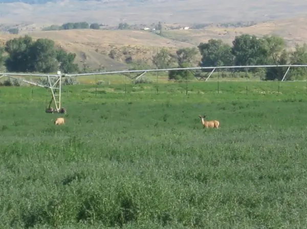wyoming ranches for sale