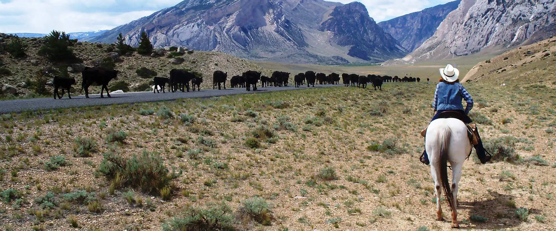 Wyoming Cattle Drive