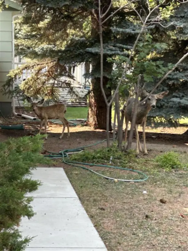 1024 Red Butte Ave Cody #36