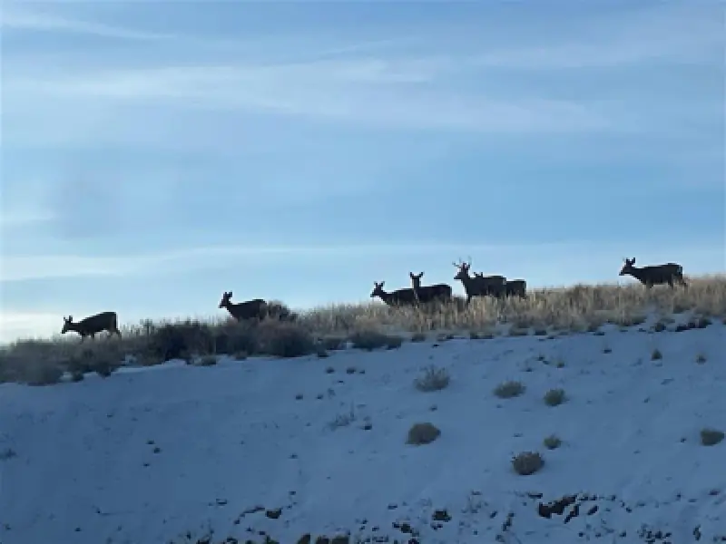 850 Hwy 14 E Greybull #87