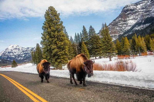 bison in yellowstone park in wyoming dont have to worry about taxes either | tax benefits of living in wyoming