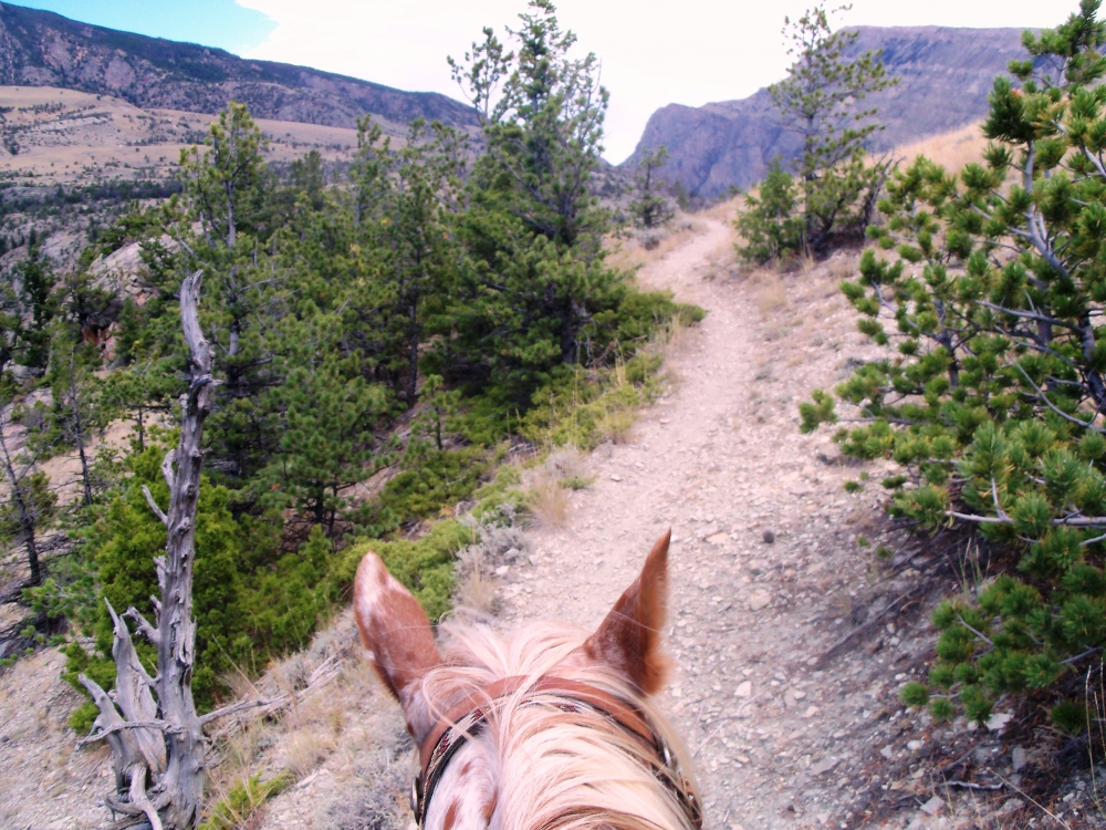 pov photo taken on horseback on a cody wyoming horse trail 