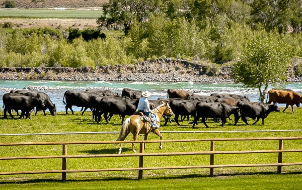 cowboy working cattle | investing in ranch land in wyoming