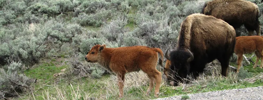 baby bison with its family herd taken on a Wyoming vacation in cody wyoming