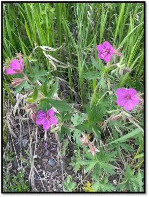 Sticky Geranium