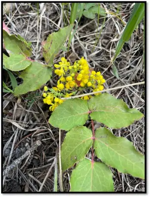 Creeping Barberry