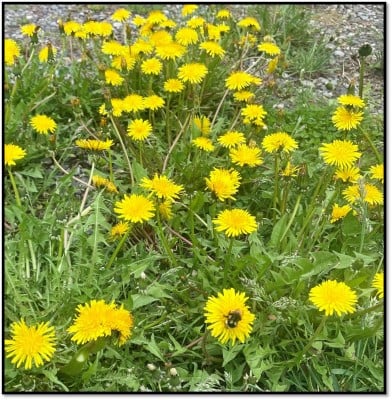 Dandelion