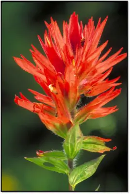 Indian Paintbrush