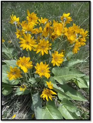 Arrowleaf Baslamroot