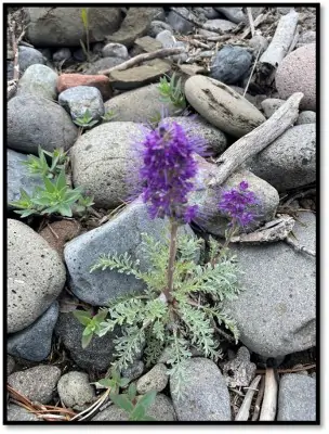 Silky Phacelia