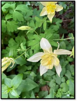 Yellow Mountain Columbine