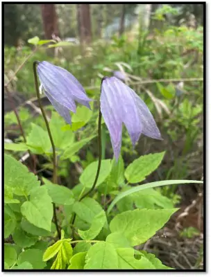 Western Blue Virginsbower(toxic)