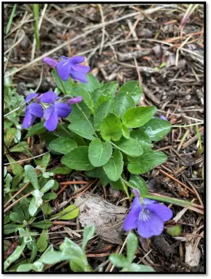 Early Blue Violet