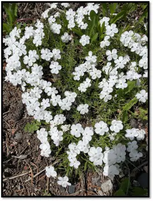 Spreading Phlox