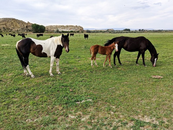 horses on the working cattle ranch for sale | The Kremer Ranch in Powell Wyoming