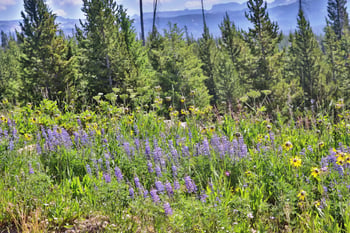 Mountain wildflowers