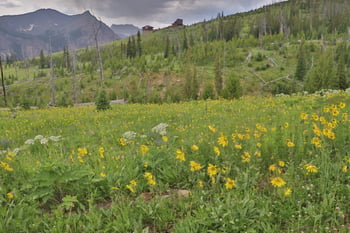 Mountain wildflowers