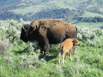 Wildlife in Lamar Valley
