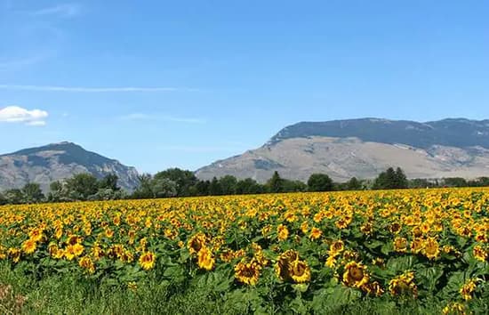 Picture of homes in Cody, Wyoming