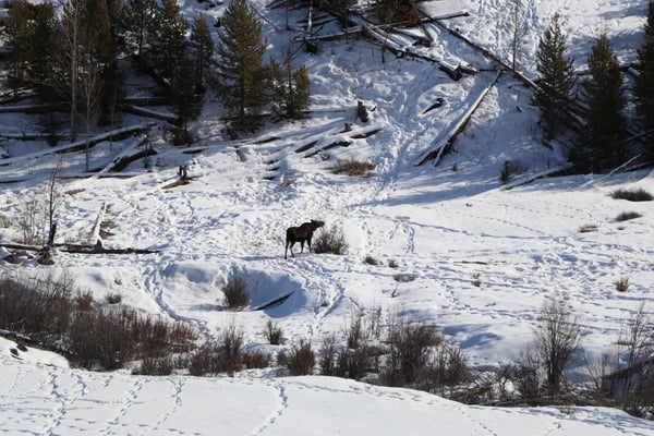 Moose in Yellowstone
