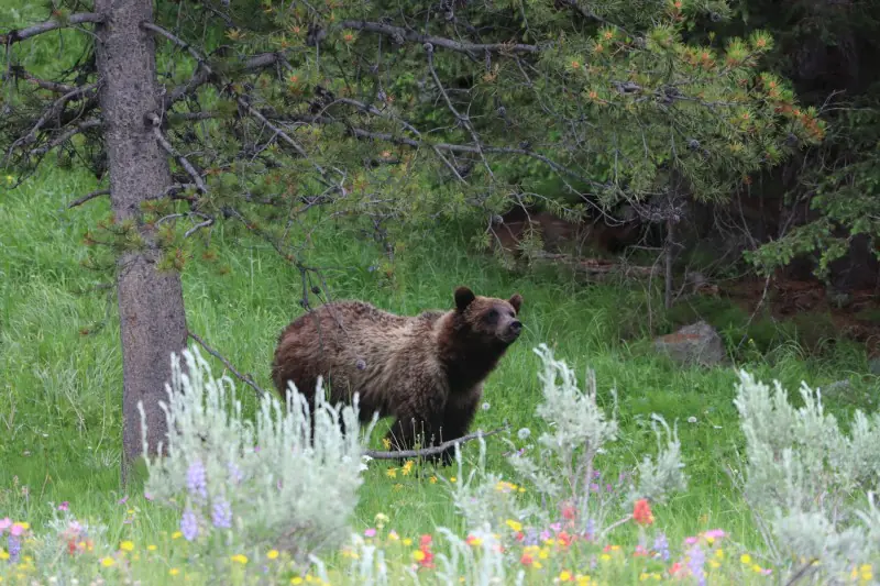 Grizzly Bear in the Beartooth Mountains