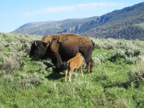 wyoming real estate