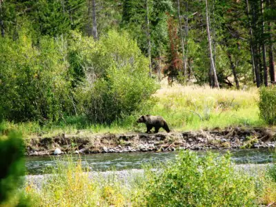 Wyoming fishing property for sale