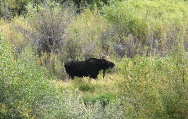 cody wyoming real estate