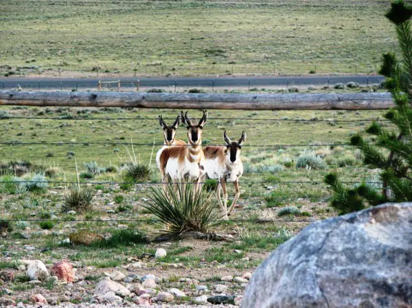 wyoming ranches for sale