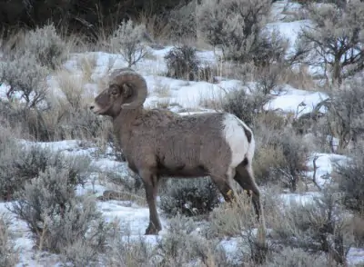 cody wyoming real estate