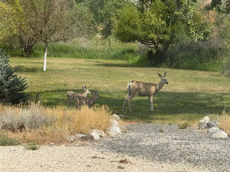 CLARK WYOMING HOME WITH CREEK FRONTAGE #65