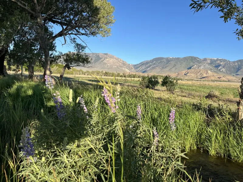 21 ACRES FOR SALE WITH CREEK CLARK WYOMING #15