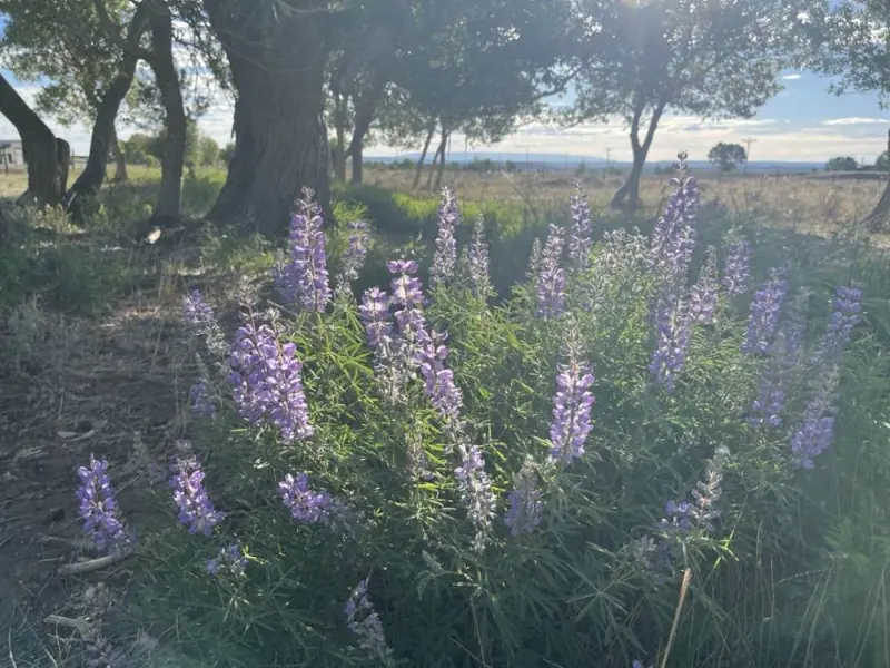 21 ACRES FOR SALE WITH CREEK CLARK WYOMING #16