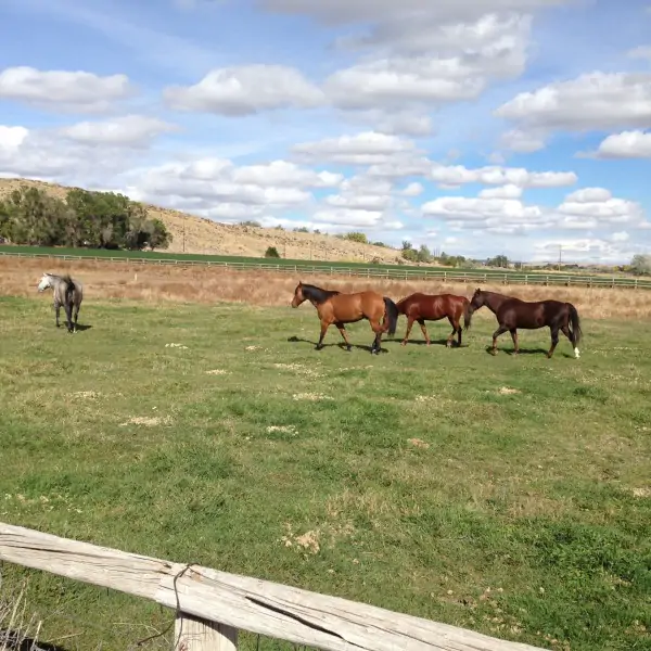 Horse Ranch Thermopolis Wyoming Thermopolis Wyoming Ranched for Sale