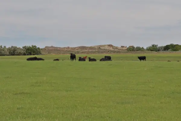 138 ACRE RANCH FOR SALE POWELL WYOMING #28