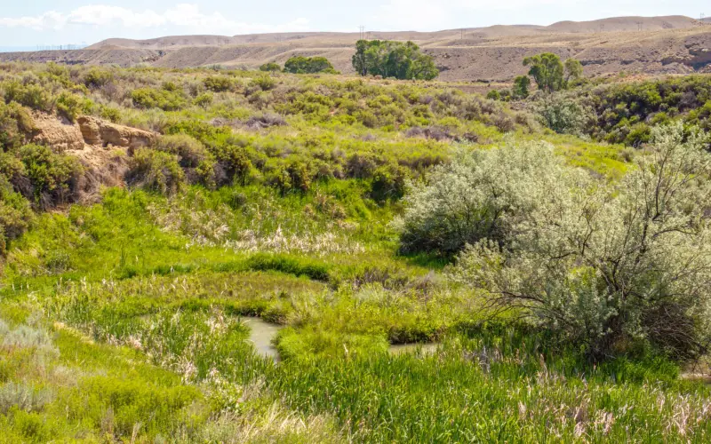 CREEK FRONTAGE LAND FOR SALE #3